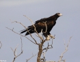 Eagle_Wedgetailed_2012-11-23_2