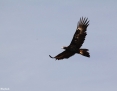 Eagle_Wedgetailed_2012-11-23_3