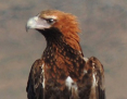 Eagle_Wedgetailed_2014-10-15_2