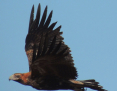 Eagle_Wedgetailed_2014-10-15_3