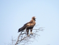 Eagle_Wedgetailed_2015-10-01_1