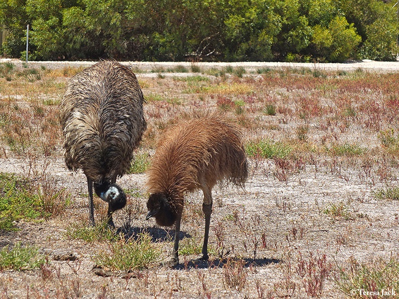 Emu_2012-11-02