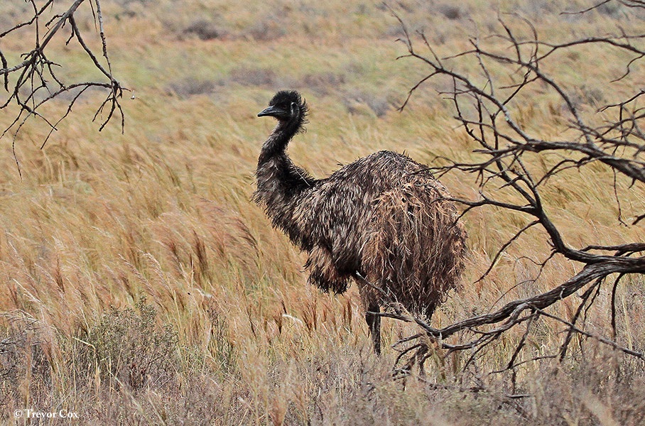 Emu_2014-10-06