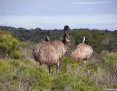 Emu_2010-05-27