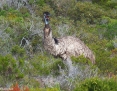 Emu_2012-10-12_1