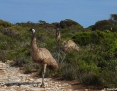 Emu_2012-10-12_2