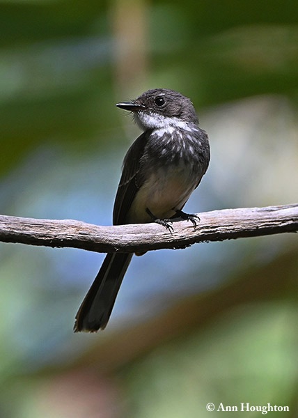 Fantail_Northern_2019-08-05_1