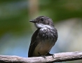 Fantail_Northern_2019-08-05_1