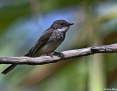 Fantail_Northern_2019-08-05_2