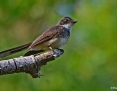 Fantail_Northern_2019-10-08