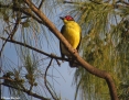 Figbird_Australasian-Yellow-Figbird_2018-08-15_1