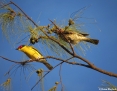 Figbird_Australasian-Yellow-Figbird_2018-08-15_3
