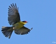 Figbird_Australasian-Yellow-Figbird_2019-10-04