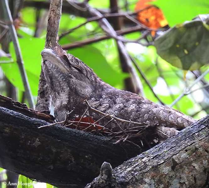 Frogmouth_Papuan_2016-09-13