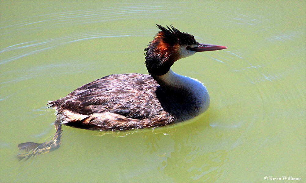 Grebe_Great_Crested_2012-12-21_1