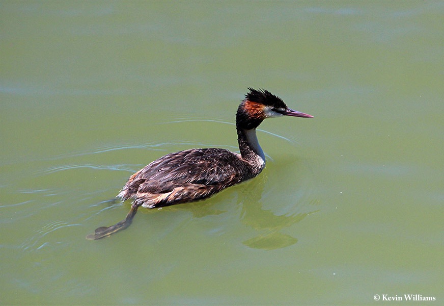 Grebe_Great_Crested_2012-12-21_2