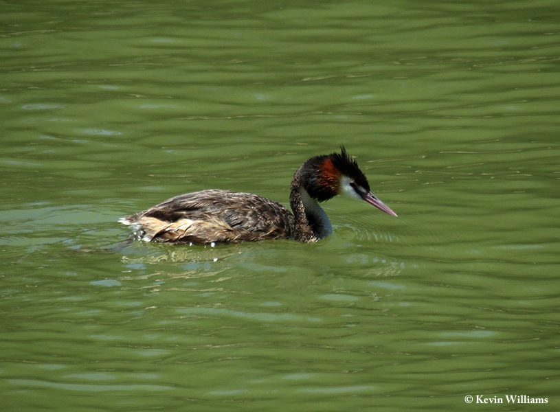 Grebe_Great_Crested_2012-12-21_3