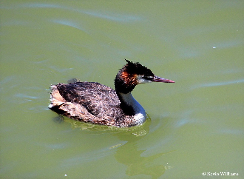 Grebe_Great_Crested_2012-12-21_4