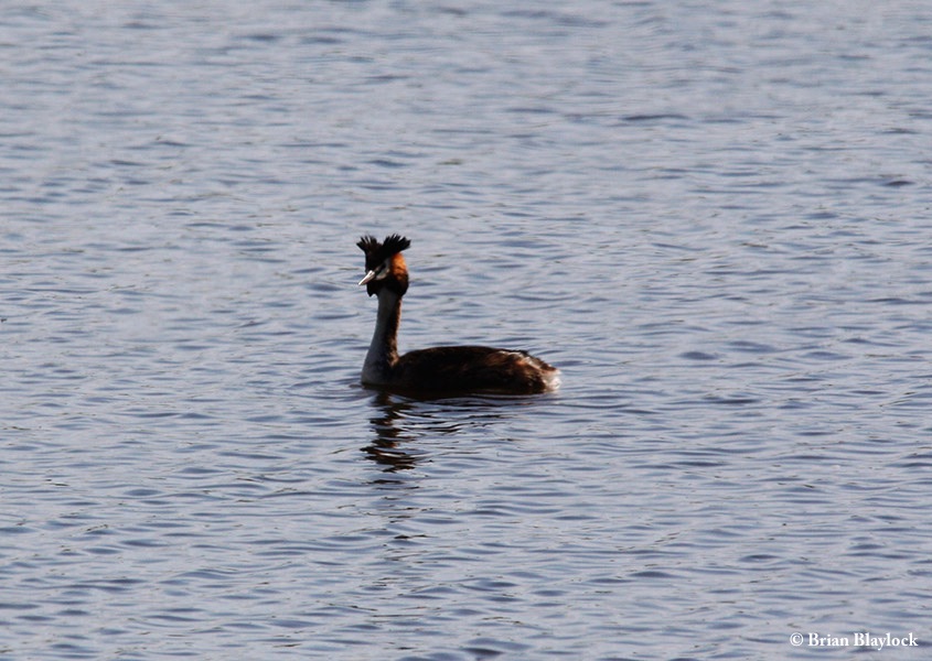 Grebe_Great_Crested_2015-11-28