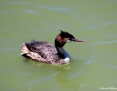 Grebe_Great_Crested_2012-12-21_4