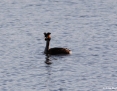 Grebe_Great_Crested_2015-11-28