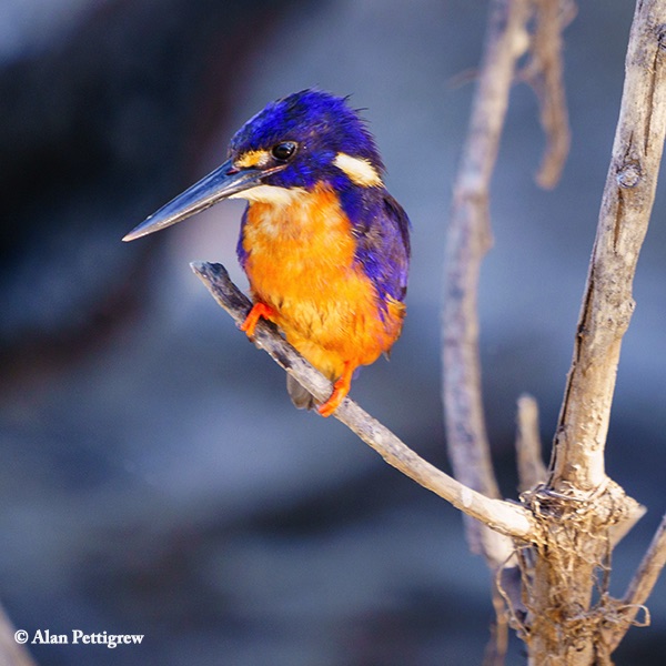 Kingfisher_Forest_2019-08-17