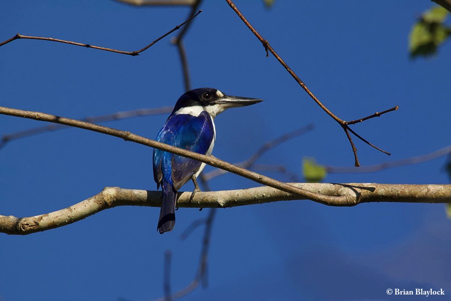 Kingfisher_Forest_2018-08-14_3