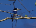 Kingfisher_Forest_2018-08-14_3