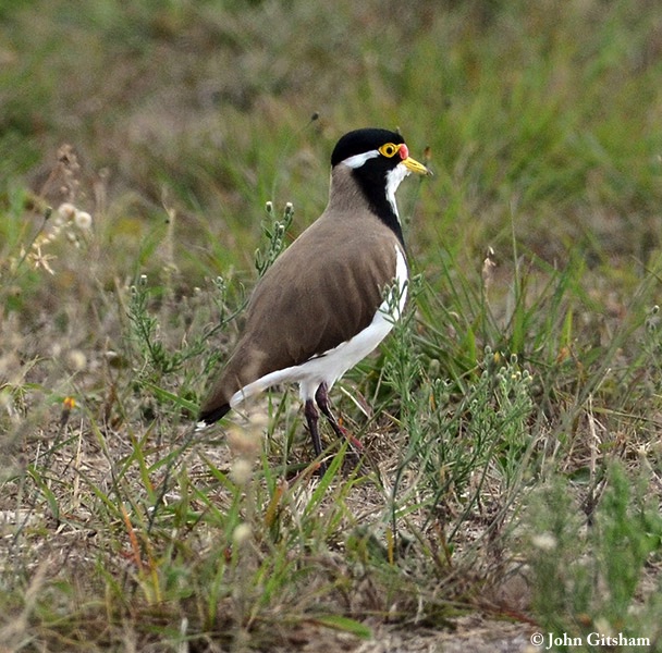 Lapwing_Banded_2007-07-16