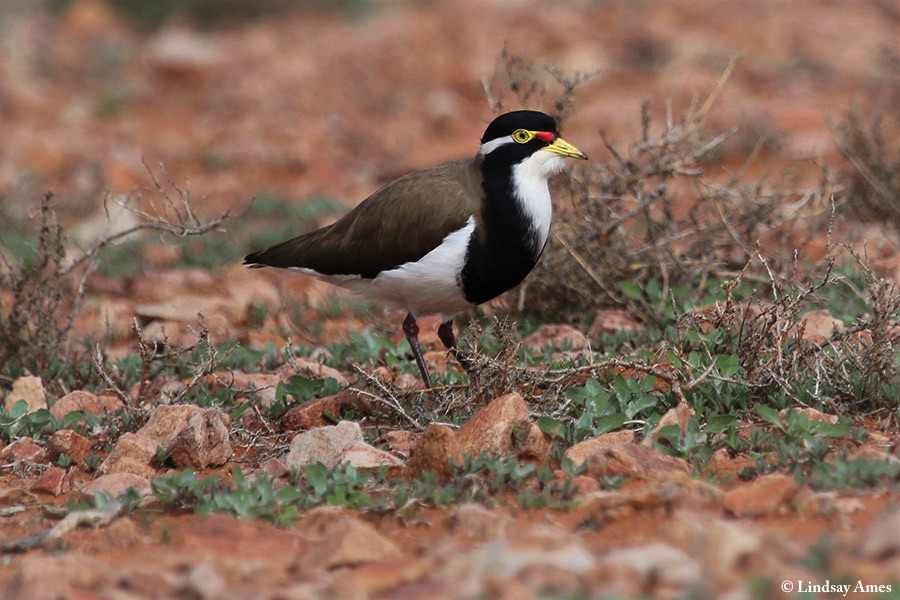 Lapwing_Banded_2019-07-15
