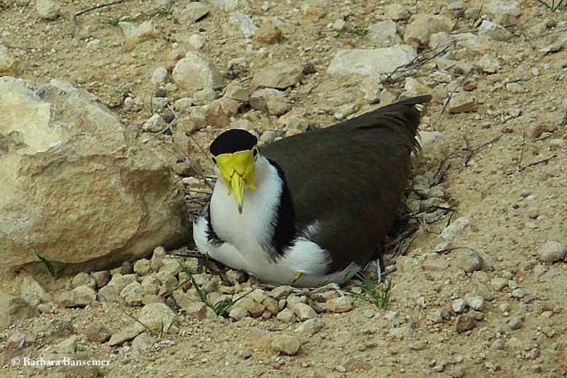 Lapwing_Masked-Spur-winged-Plover_2012-09-08