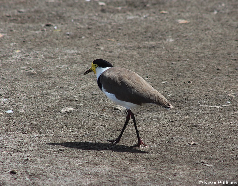 Lapwing_Masked-Spur-winged-Plover_2013-05-26