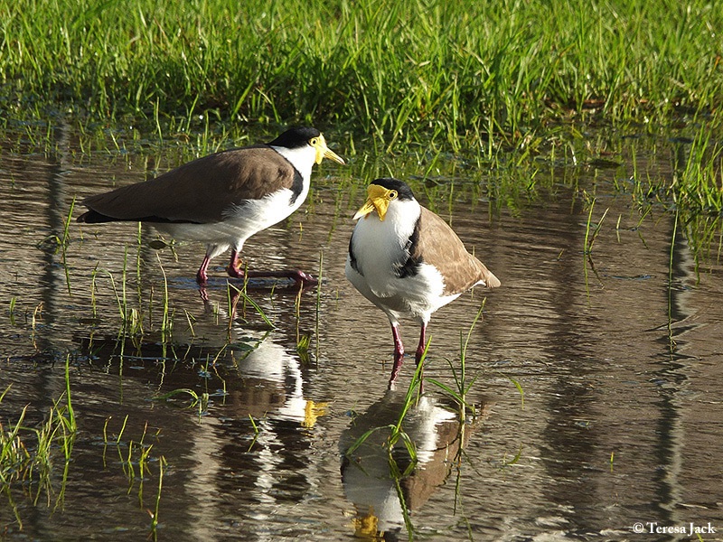 Lapwing_Masked-Spur-winged-Plover_2014_08_02