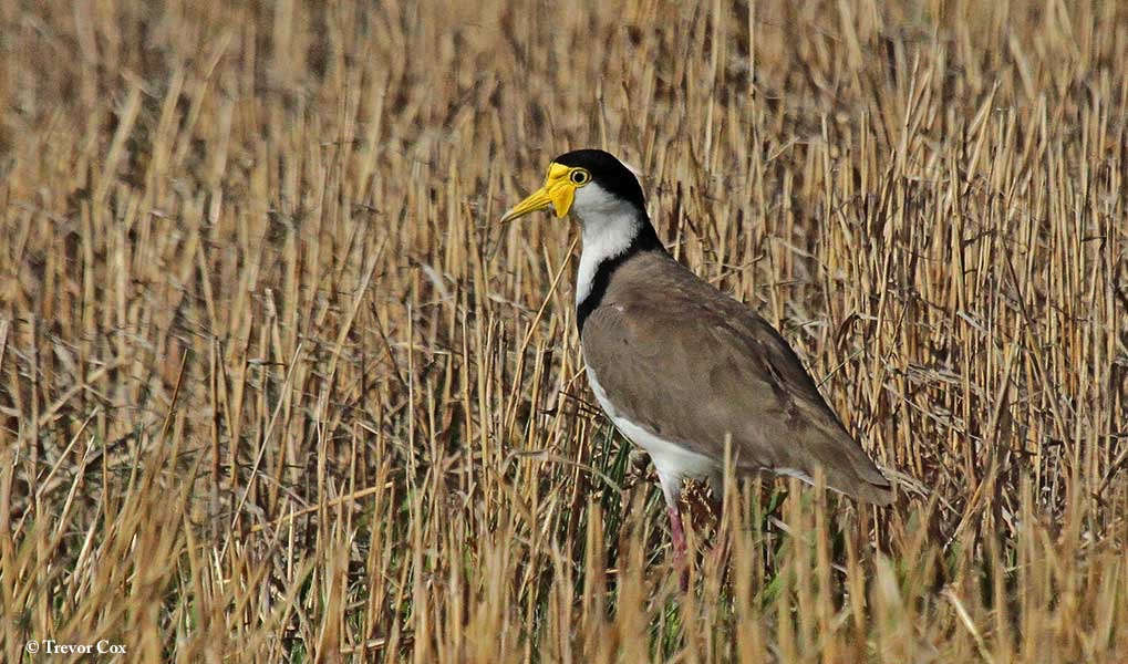 Lapwing_Masked-Spur-winged-Plover_2015-05-27
