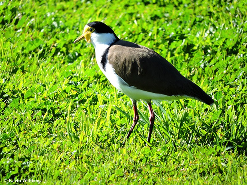 Lapwing_Masked-Spur-winged-Plover_2015-08-01