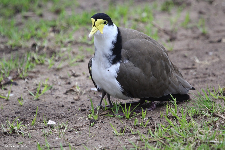 Lapwing_Masked-Spur-winged-Plover_2015-11-04