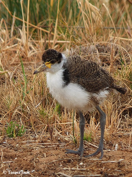 Lapwing_Masked-Spur-winged-Plover_2016-09-02