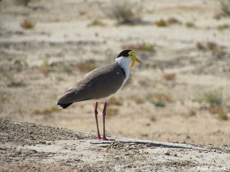 Lapwing_Masked-Spur-winged-Ploverx_2015-10-02