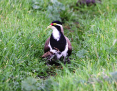 Lapwing_Banded_2014-06-20
