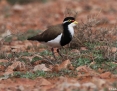 Lapwing_Banded_2019-07-15