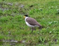 Lapwing_Masked-Spur-winged-Plover_2009-08-10