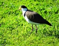 Lapwing_Masked-Spur-winged-Plover_2015-08-01