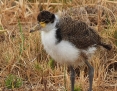 Lapwing_Masked-Spur-winged-Plover_2016-09-02