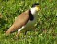 Lapwing_Masked_Spur-winged-Plover_2019-07-14