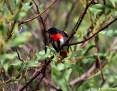 Mistletoebird_2012-05-15_1