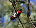 Mistletoebird_2012-05-15_2