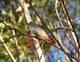 Mistletoebird_2012-05-20_2