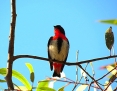 Mistletoebird_2012-05-20_3