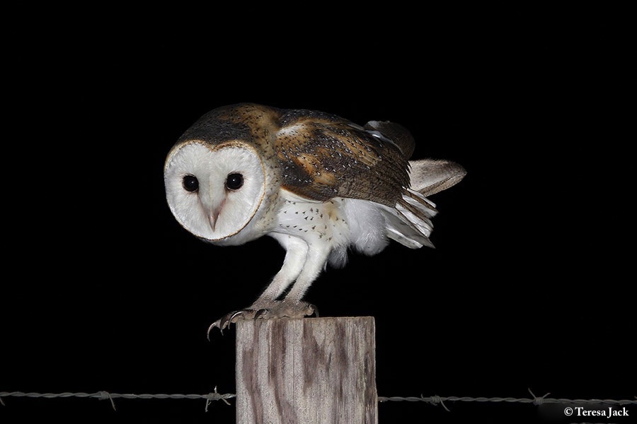 Owl_Eastern_Barn_2014-11-30