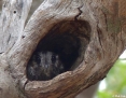 Owlet-nightjar_Australian_2014-02-15